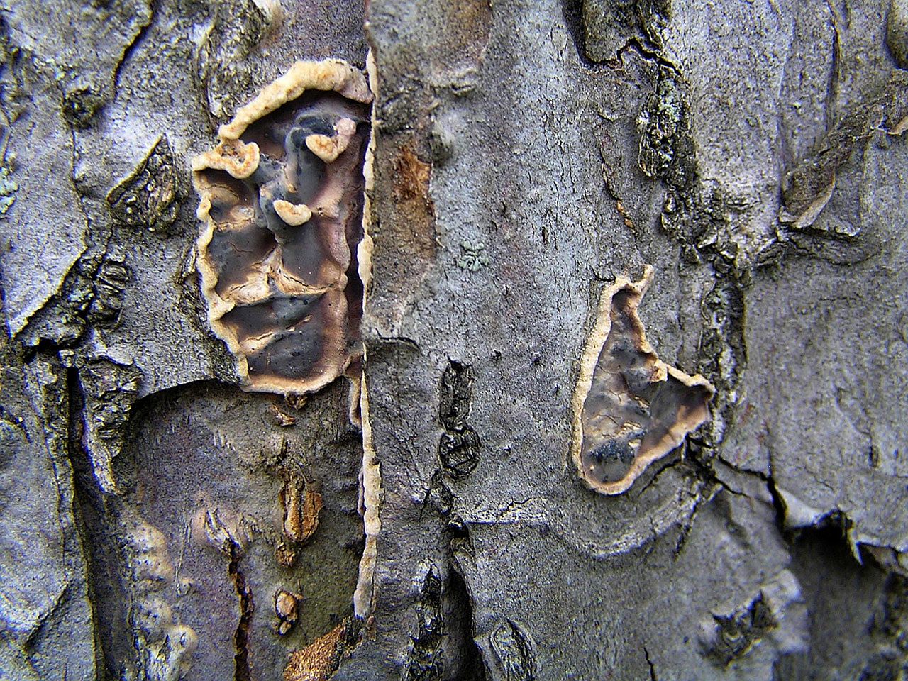 Stereum rugosum