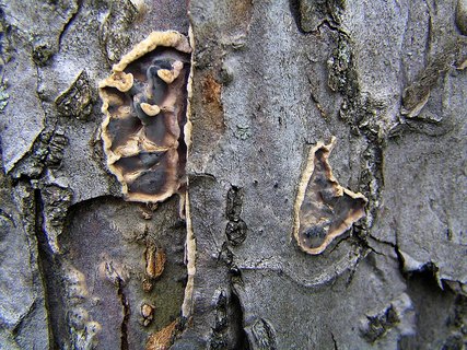 Stereum rugosum