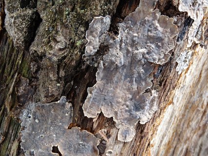 Stereum gausapatum