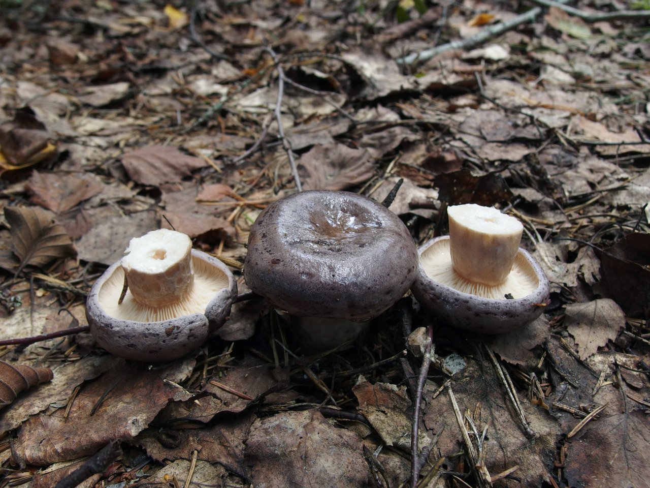 Lactarius trivialis