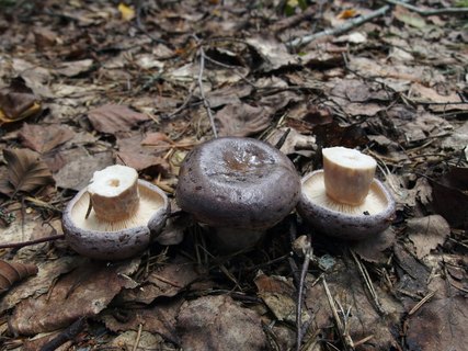 Lactarius trivialis