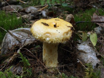 Lactarius repraesentaneus