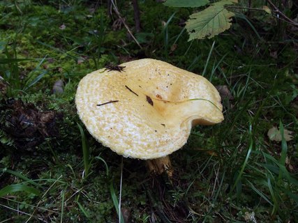 Lactarius repraesentaneus