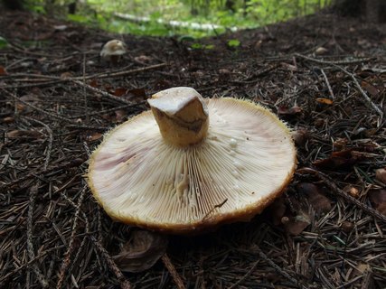 Lactarius repraesentaneus