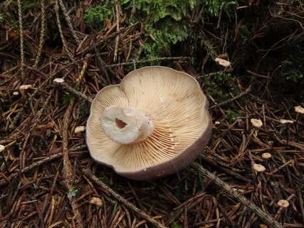 Lactarius pyrogalus