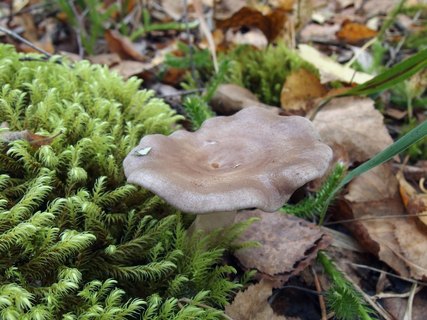 Lactarius mammosus
