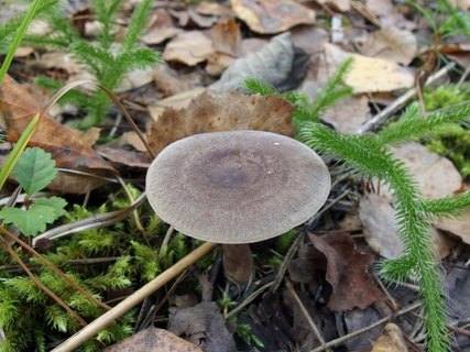 Lactarius mammosus
