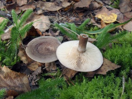 Lactarius mammosus