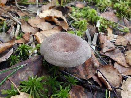 Lactarius mammosus