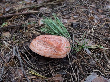Lactarius deliciosus