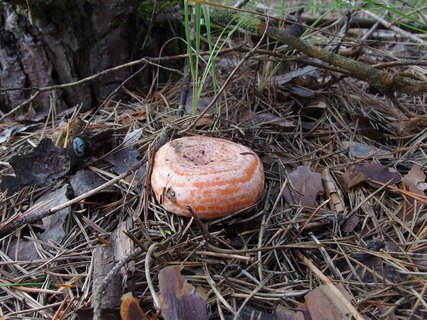 Lactarius deliciosus