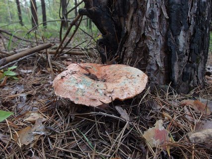 Lactarius deliciosus