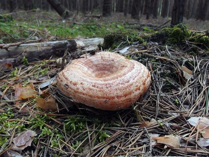 Lactarius deliciosus