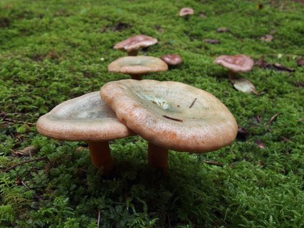 Lactarius deterrimus