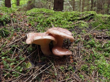 Lactarius deterrimus