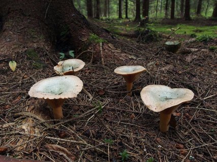 Lactarius deterrimus