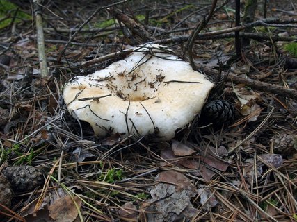 Lactarius aquizonatus