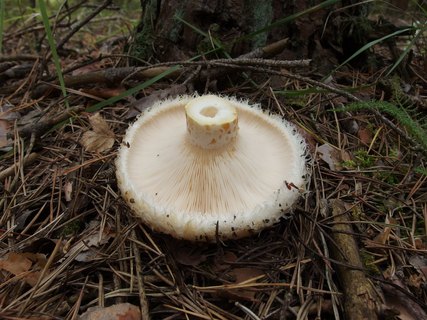 Lactarius aquizonatus