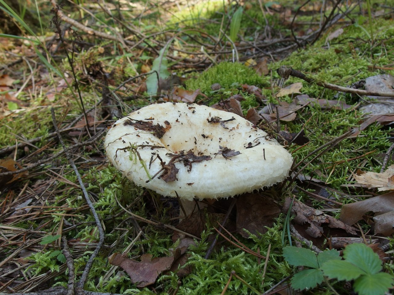 Lactarius aquizonatus