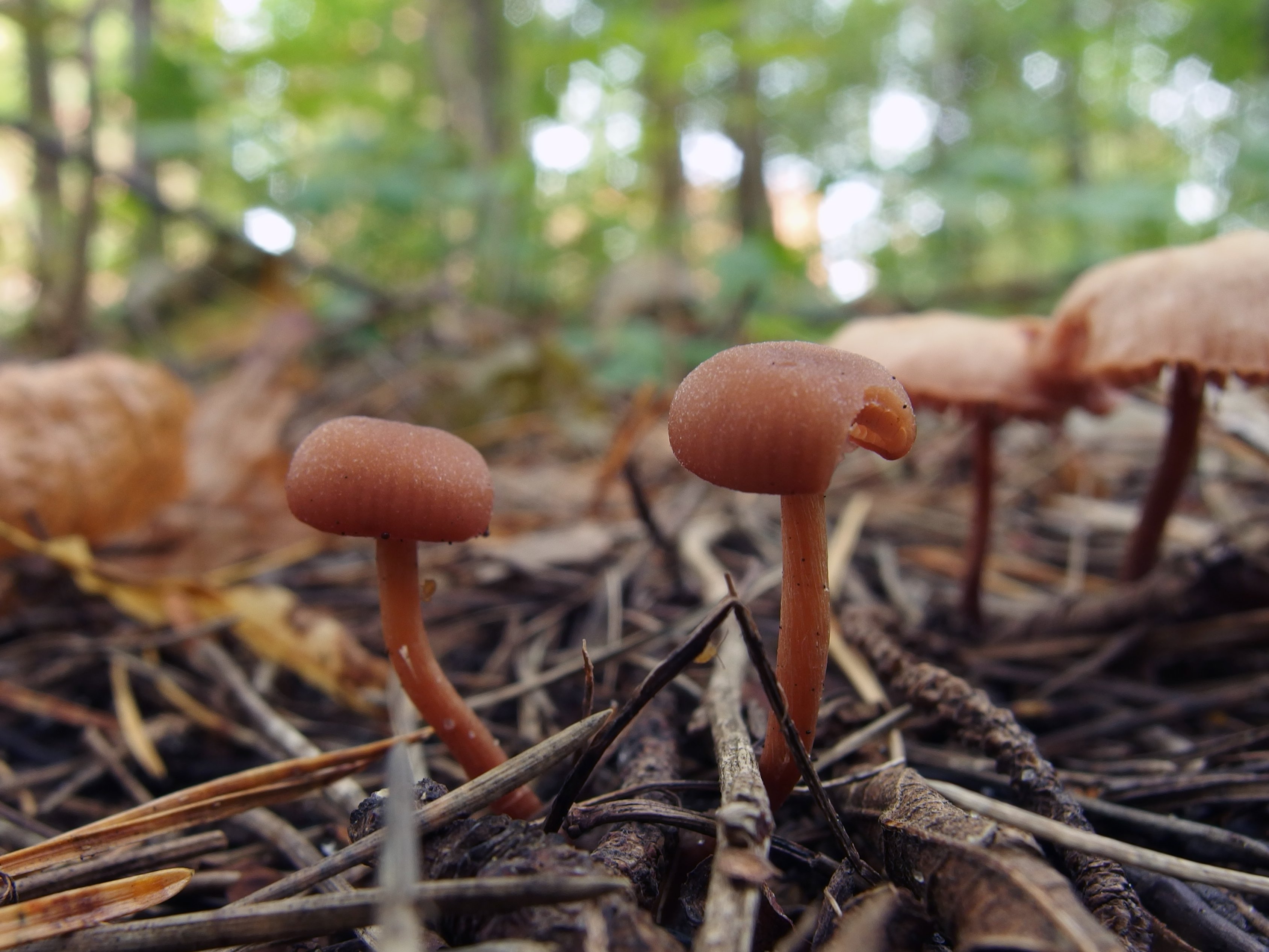 Laccaria laccata
