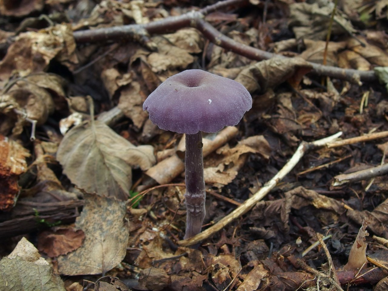 Laccaria amethystina