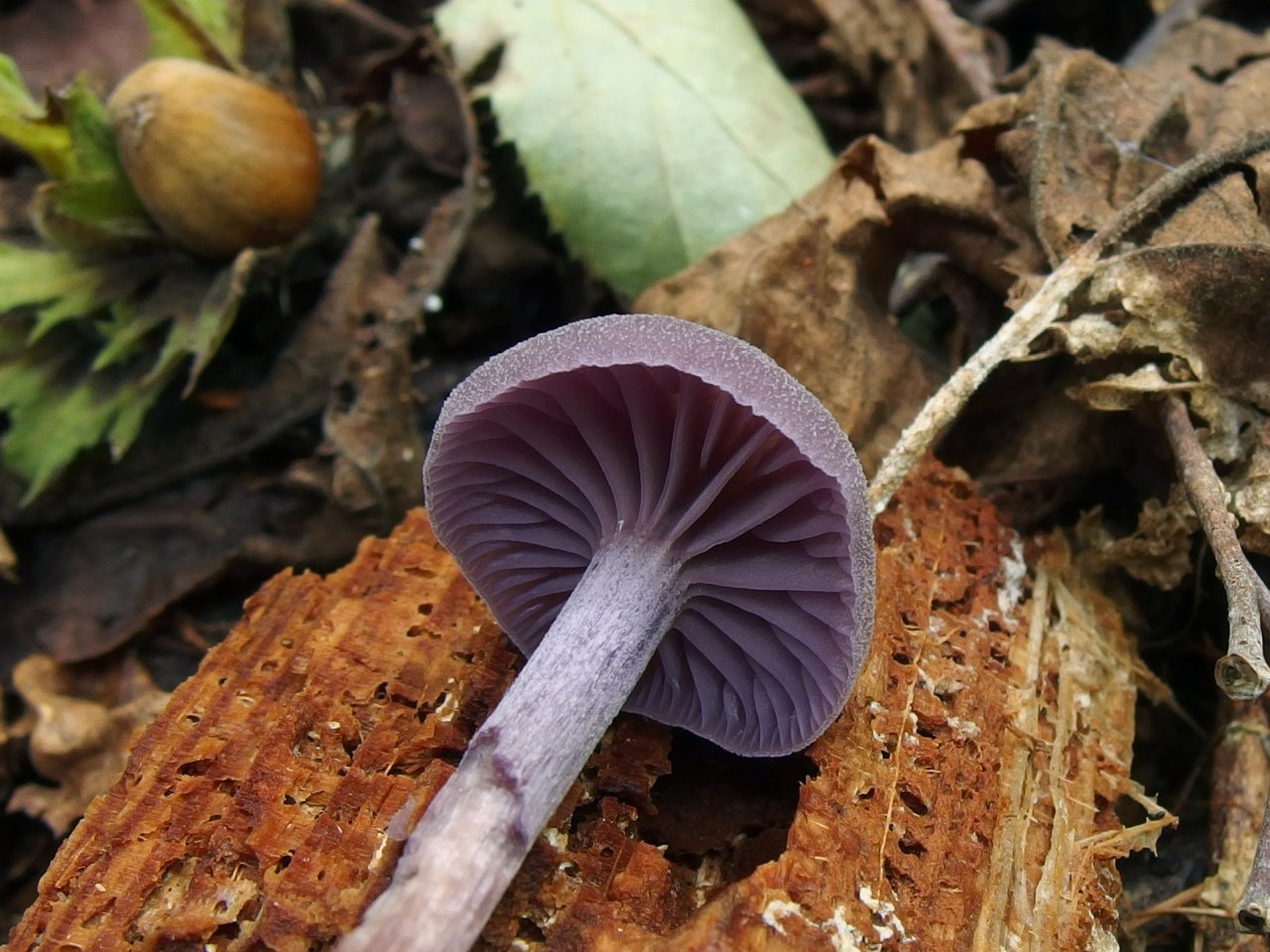 Laccaria amethystina