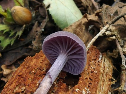 Laccaria amethystina