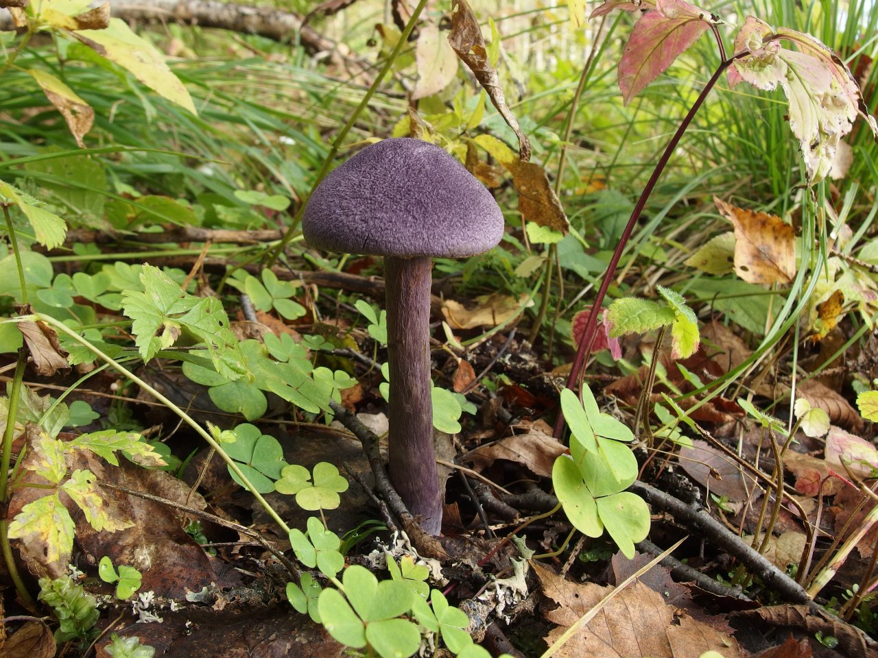 Cortinarius violaceus