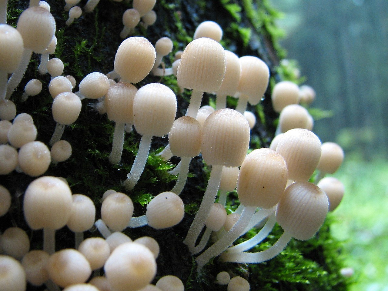 Coprinellus