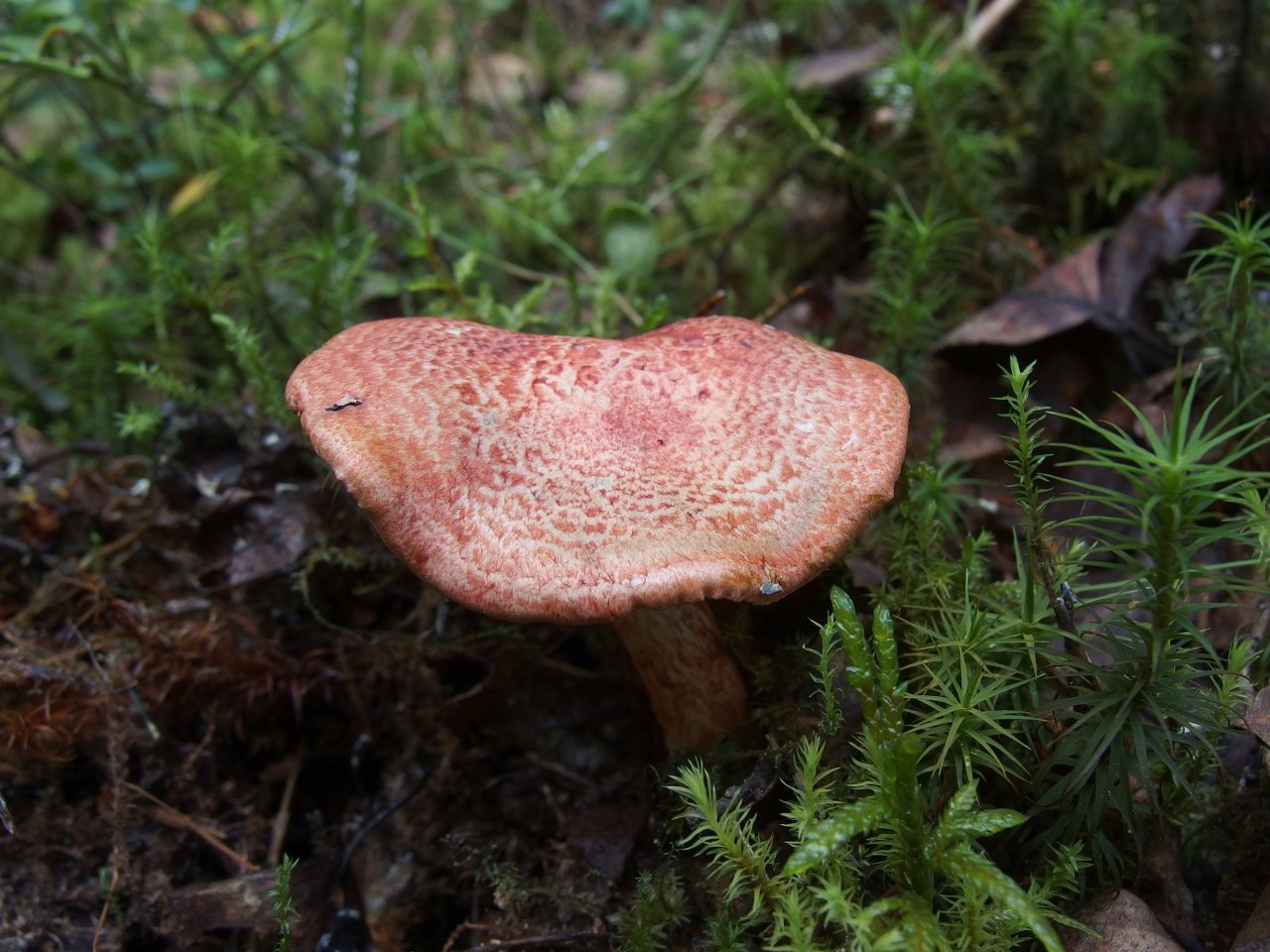 Cortinarius bolaris