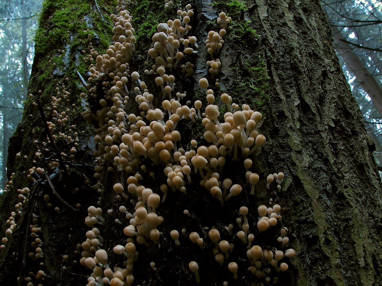 Coprinellus disseminatus