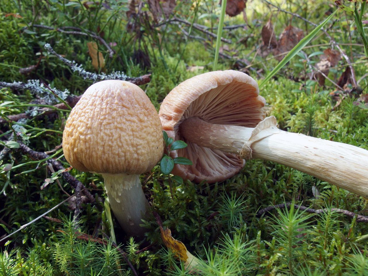 Cortinarius caperatus