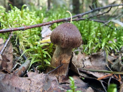 Cortinarius brunneus