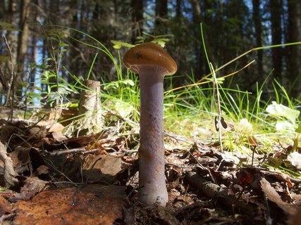 Cortinarius collinitus