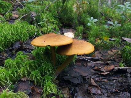 Cortinarius semisanguineus