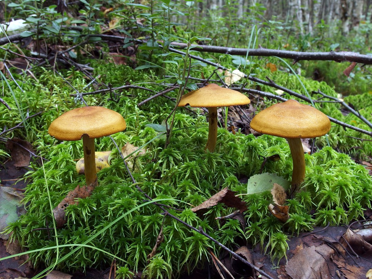 Cortinarius semisanguineus