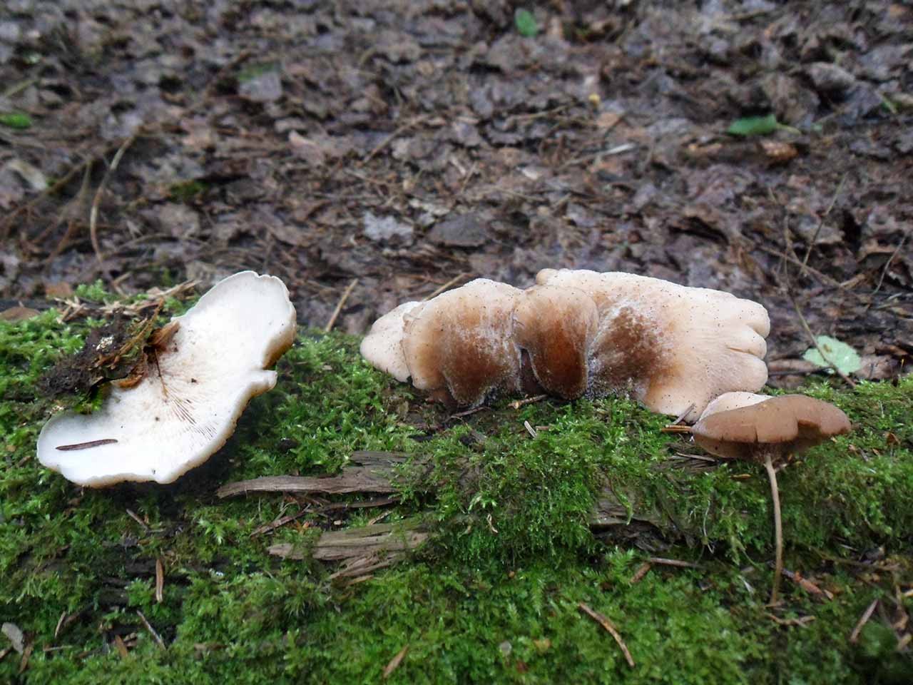 Lentinellus