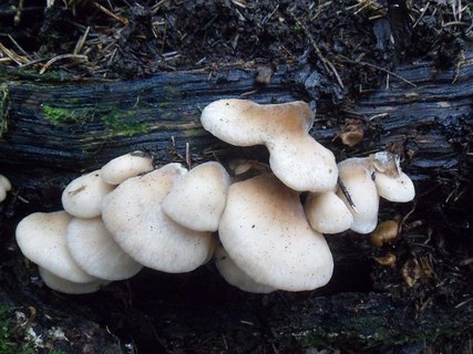 Lentinellus vulpinus