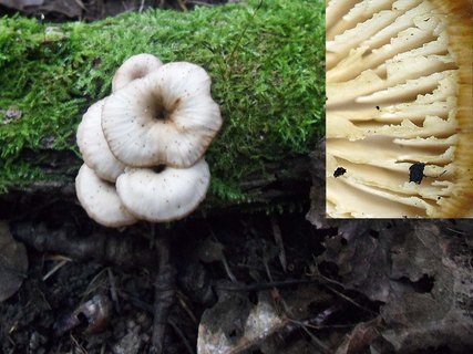 Lentinellus micheneri