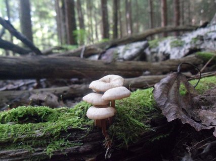 Lentinellus micheneri