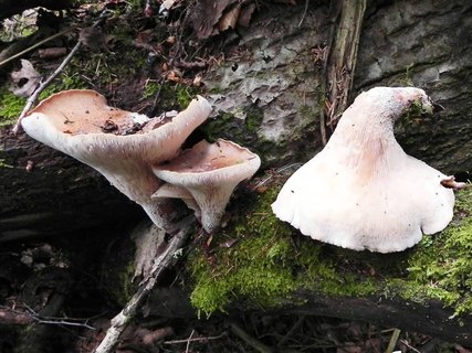Neolentinus cyathiformis