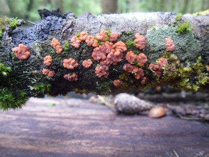 Peniophora rufa