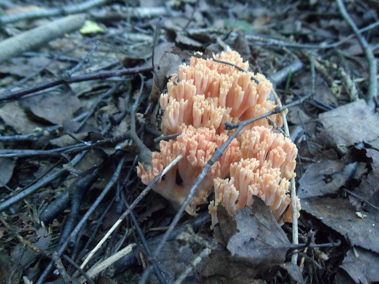 Ramaria botrytis