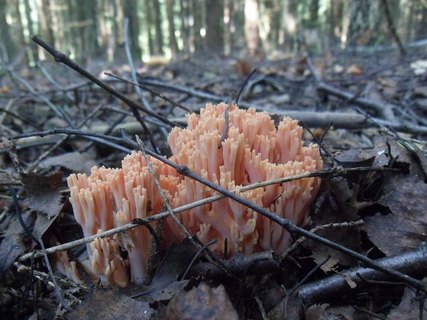 Ramaria botrytis