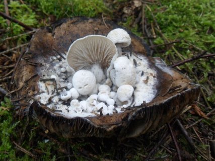 Asterophora lycoperdoides