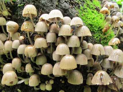 Coprinellus disseminatus