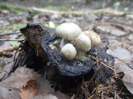 Asterophora lycoperdoides