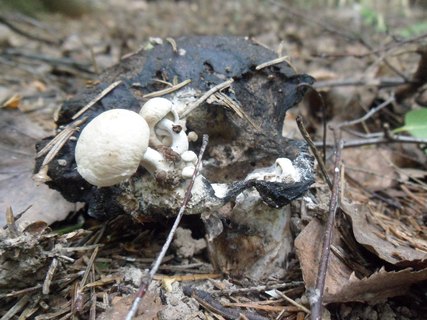 Asterophora lycoperdoides