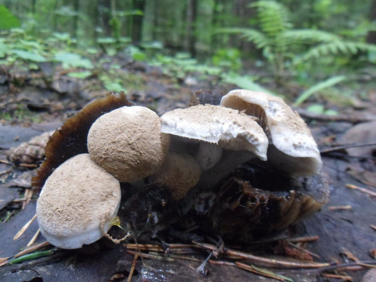 Asterophora lycoperdoides