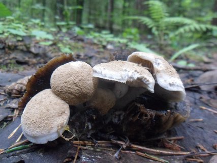 Asterophora lycoperdoides
